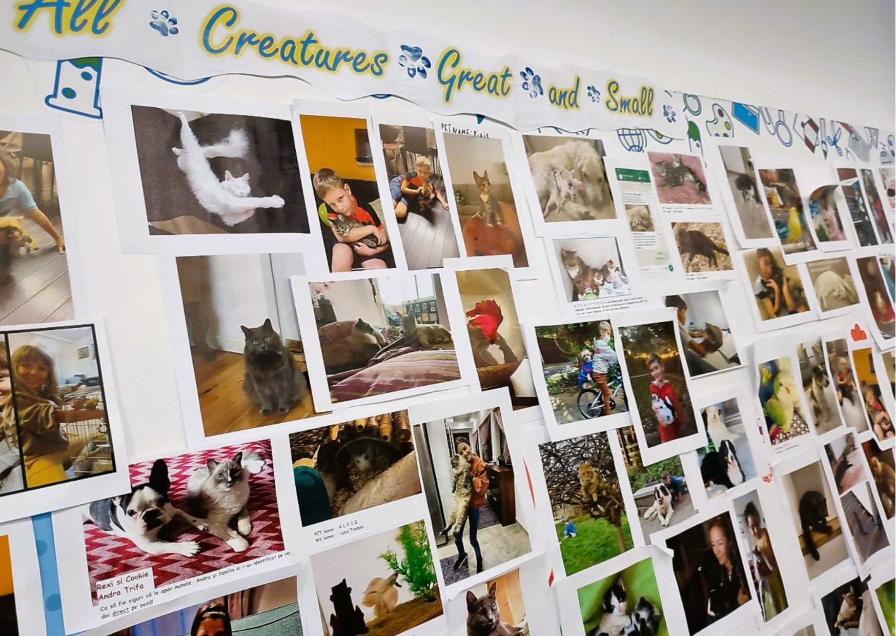 Imagine 3 din galerie