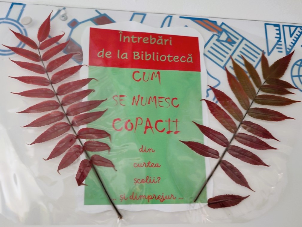 Imagine 1 din galerie